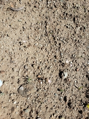 Leptosiphon latisectus