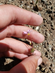 Leptosiphon latisectus