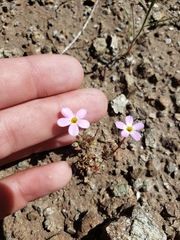 Leptosiphon latisectus