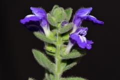 Scutellaria potosina