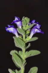 Scutellaria potosina