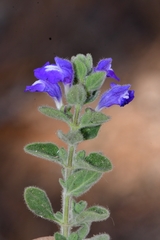 Scutellaria potosina