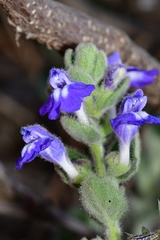 Scutellaria potosina