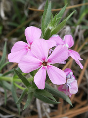 Phlox hirsuta