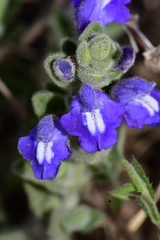 Scutellaria potosina
