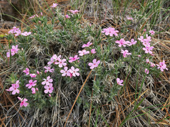Phlox hirsuta