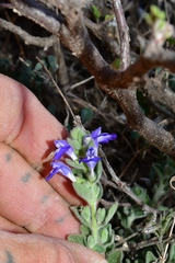 Scutellaria potosina