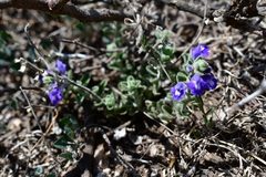 Scutellaria potosina