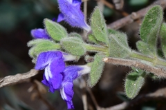 Scutellaria potosina