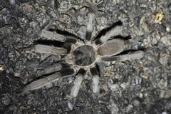 Selenocosmia