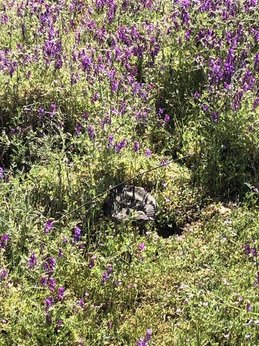 iNaturalist observation photo of Northern Pacific Rattlesnake