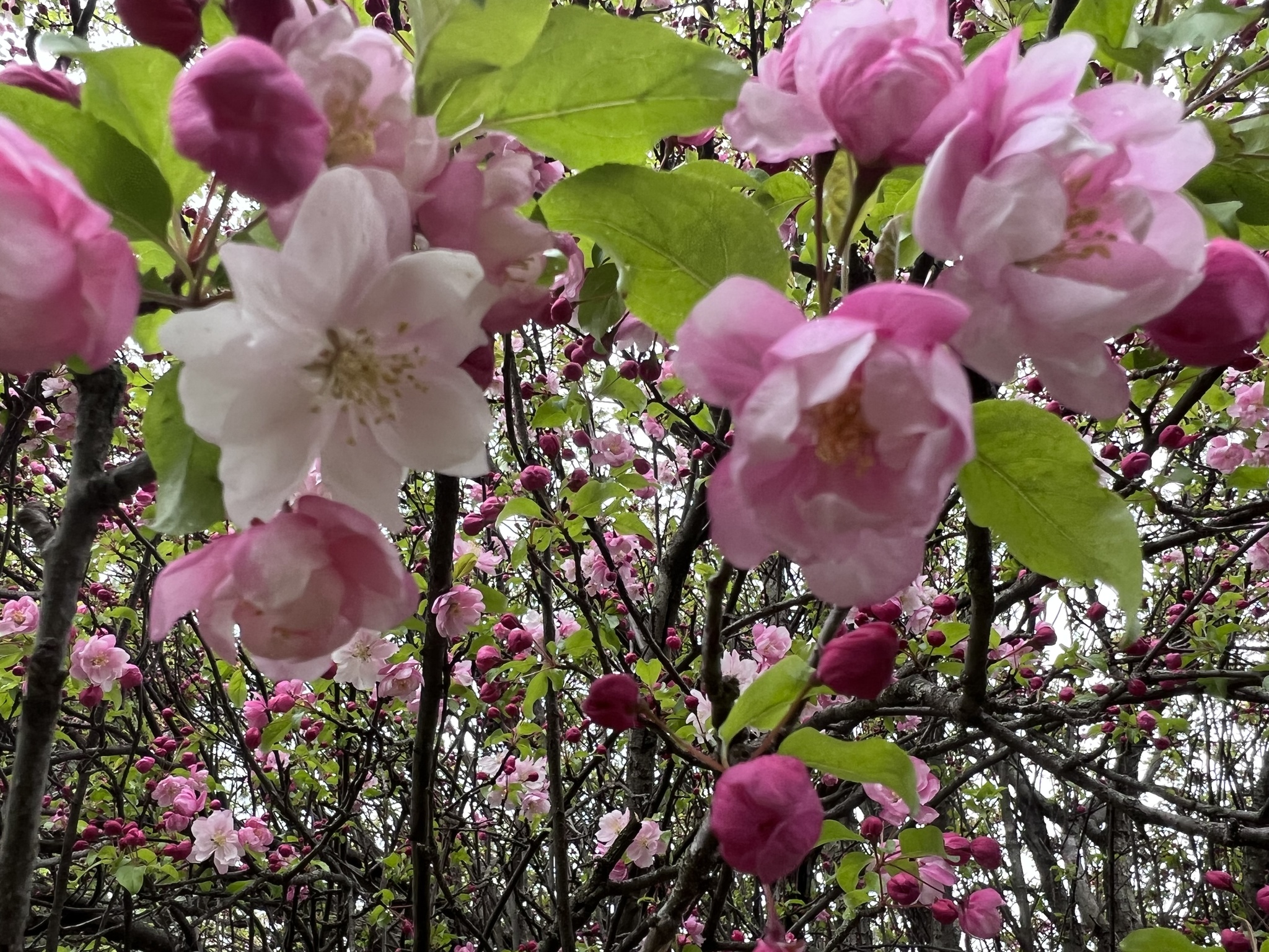 Malus coronaria (L.) Mill.