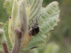 Cryptocephalus quinquepunctatus