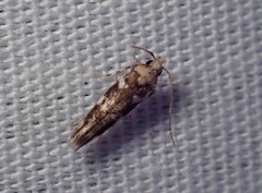 Macrobathra ceraunobola