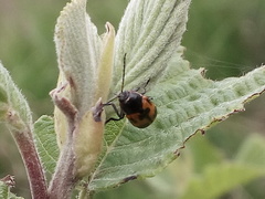 Cryptocephalus quinquepunctatus