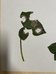 Colletotrichum trichellum