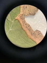 Colletotrichum trichellum