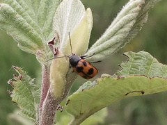 Cryptocephalus quinquepunctatus