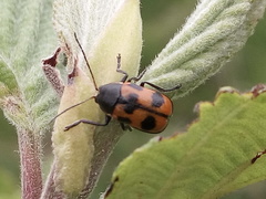 Cryptocephalus quinquepunctatus