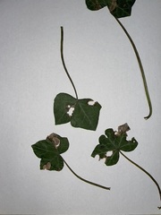 Colletotrichum trichellum