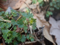 Chrysosplenium flagelliferum