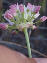 Allium munzii
