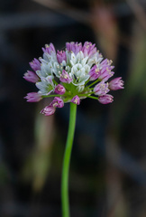 Allium munzii