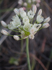 Allium munzii
