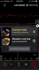 Parastrellus hesperus