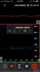 Parastrellus hesperus