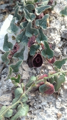 Aristolochia secunda