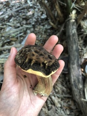 Leccinellum crocipodium