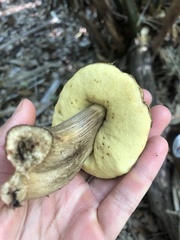 Leccinellum crocipodium