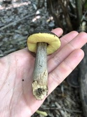 Leccinellum crocipodium