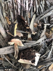 Leccinellum crocipodium