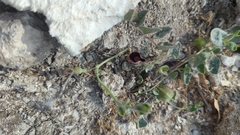 Aristolochia secunda