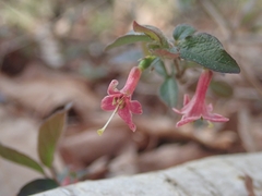 Lonicera gracilipes