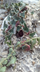 Aristolochia secunda