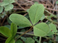 Trifolium pinetorum