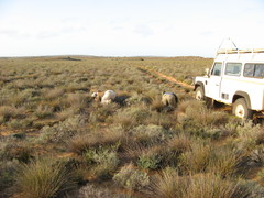 Thamnochortus bachmannii