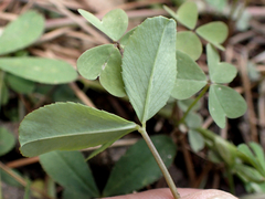 Trifolium pinetorum