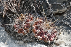 Thelocactus