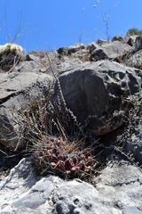 Thelocactus
