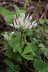 Trifolium pinetorum