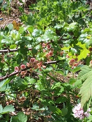 Ribes acerifolium