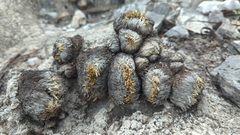 Selaginella gypsophila