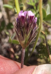 Trifolium dichotomum