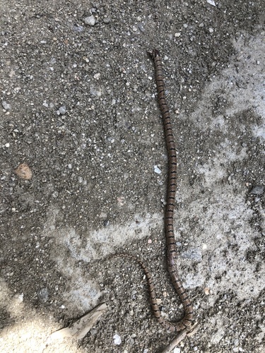 Russell's Kukri Snake