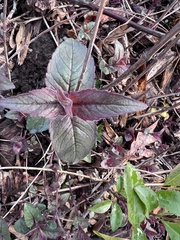 Monarda bradburiana