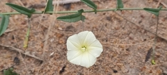 Xenostegia tridentata